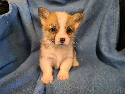 Les chiots de Welsh Corgi Pembroke
