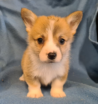Les chiots de Welsh Corgi Pembroke
