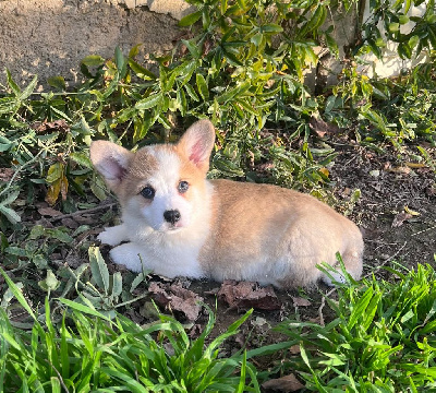 Les chiots de Welsh Corgi Pembroke