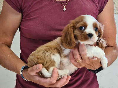 Les chiots de Cavalier King Charles Spaniel