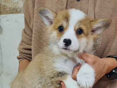 Les chiots de Welsh Corgi Pembroke