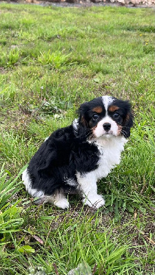 Les chiots de Cavalier King Charles Spaniel