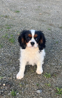 Les chiots de Cavalier King Charles Spaniel