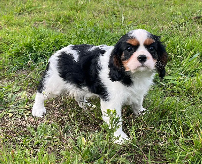 Les chiots de Cavalier King Charles Spaniel