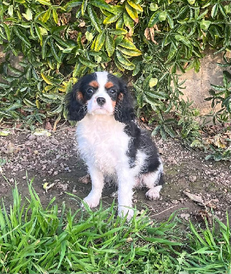 Les chiots de Cavalier King Charles Spaniel