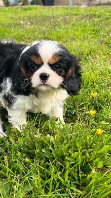 Les chiots de Cavalier King Charles Spaniel