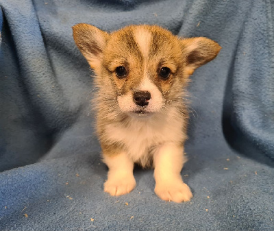 Les chiots de Welsh Corgi Pembroke