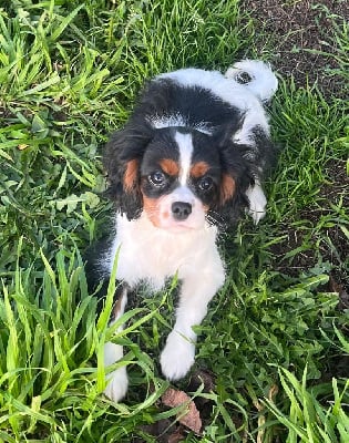 Les chiots de Cavalier King Charles Spaniel