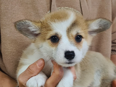 Les chiots de Welsh Corgi Pembroke