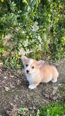 Les chiots de Welsh Corgi Pembroke