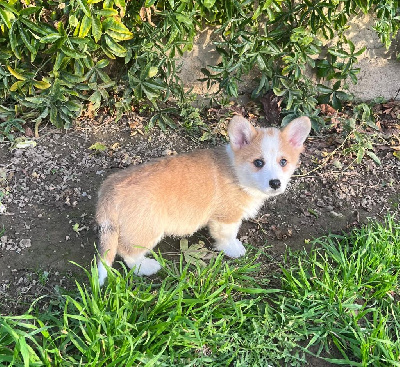 Les chiots de Welsh Corgi Pembroke