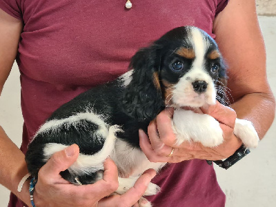 Les chiots de Cavalier King Charles Spaniel