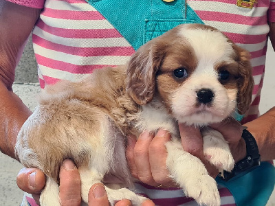 Cavalier King Charles Spaniel