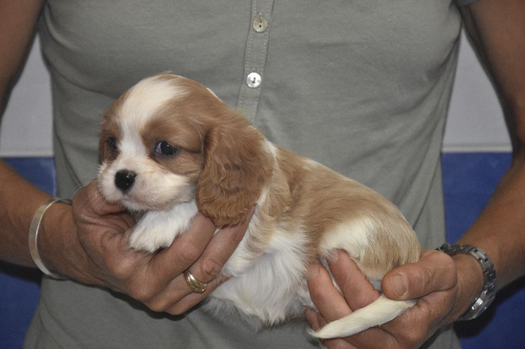Chiot Cavalier King Charles Spaniel, P'MIA, femelle