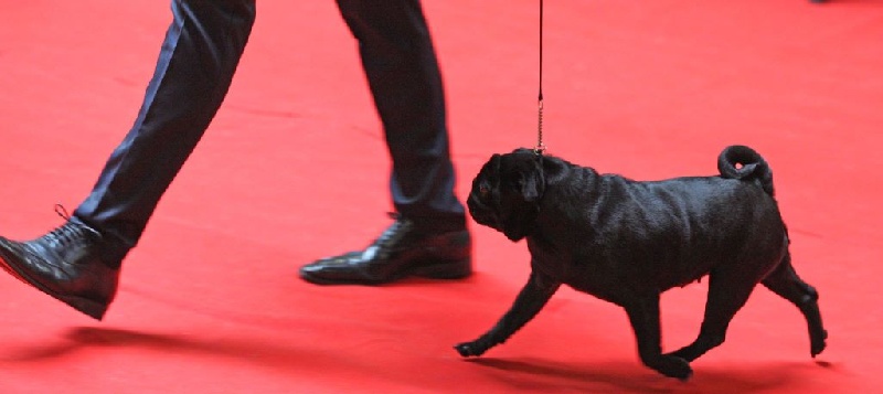 Publication : du domaine de la fée clochette Auteur : Arnaud Gosselin