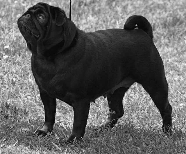 Publication : du domaine de la fée clochette Auteur : Arnaud Gosselin