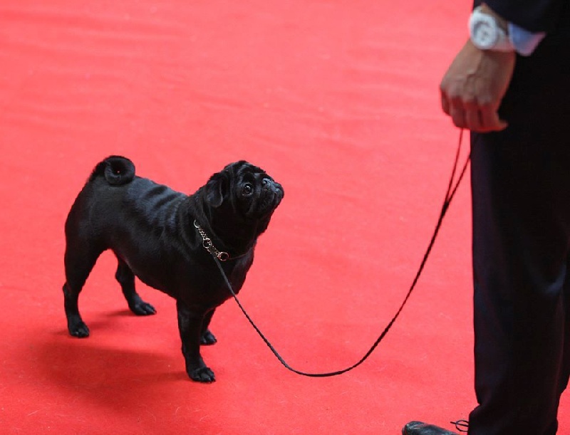 Publication : du domaine de la fée clochette Auteur : Arnaud Gosselin