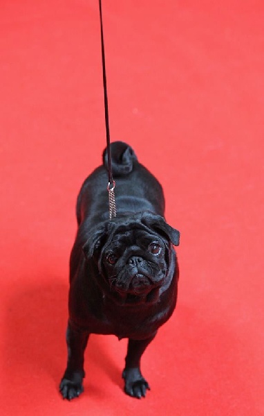 Publication : du domaine de la fée clochette Auteur : Arnaud Gosselin