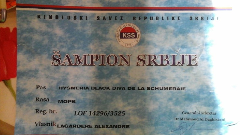 Publication : du domaine de la fée clochette Auteur : Arnaud Gosselin