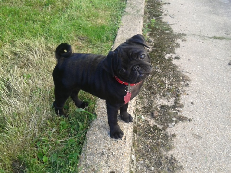 Publication : du domaine de la fée clochette Auteur : Arnaud Gosselin