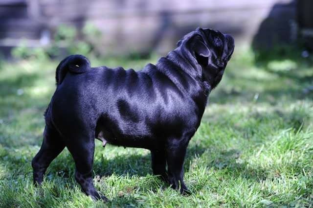 Publication : du domaine de la fée clochette Auteur : Arnaud Gosselin