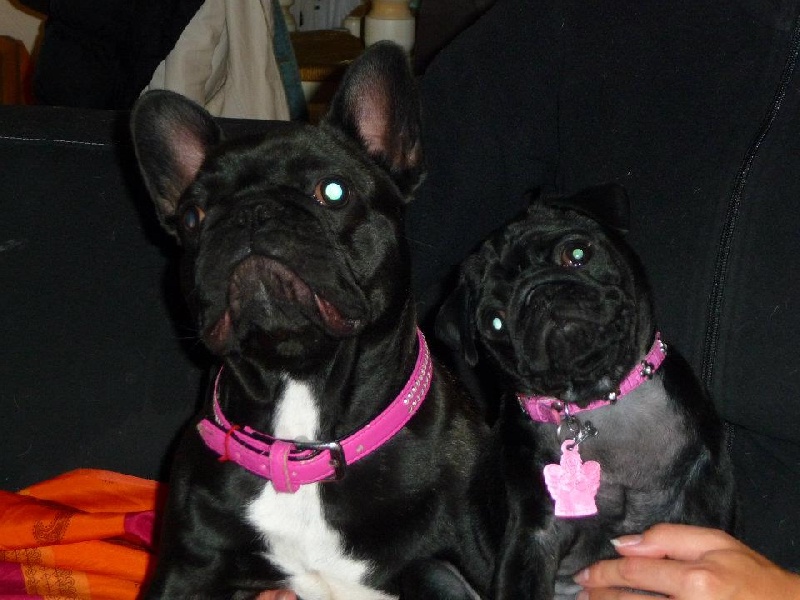 Publication : du domaine de la fée clochette Auteur : Arnaud Gosselin