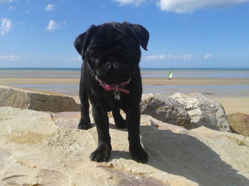 Publication : du domaine de la fée clochette Auteur : Arnaud Gosselin