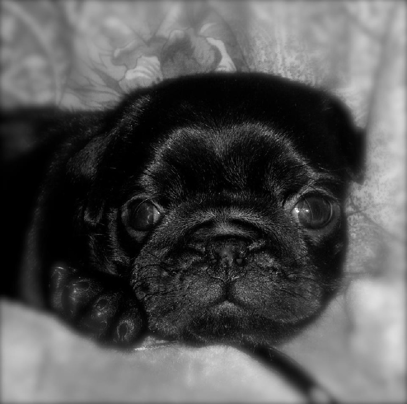 Publication : du domaine de la fée clochette Auteur : Arnaud Gosselin