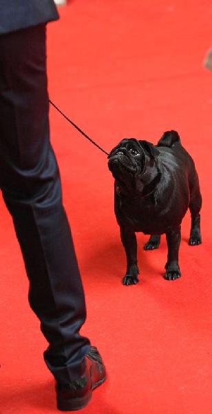 Publication : du domaine de la fée clochette Auteur : Arnaud Gosselin