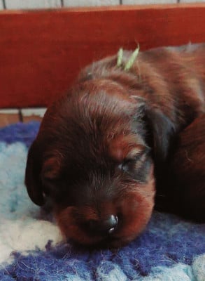 Les chiots de Teckel poil long