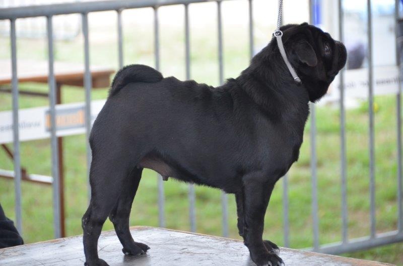 CH. Hysmeria black diva De La Schumeraie - 2ème excellente CO et RCACS