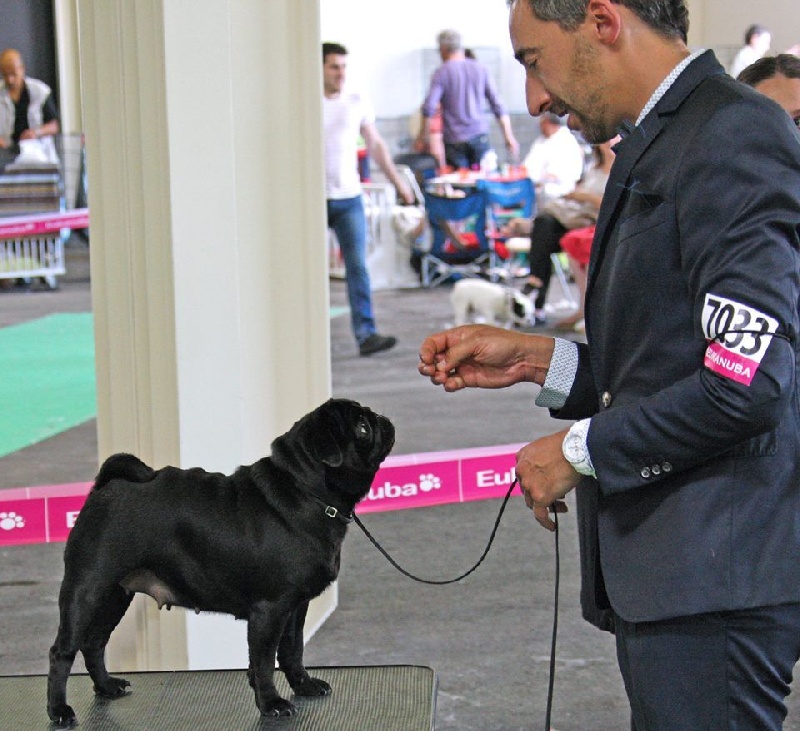CH. Hysmeria black diva De La Schumeraie - Excellent non classe Classe Ouverte