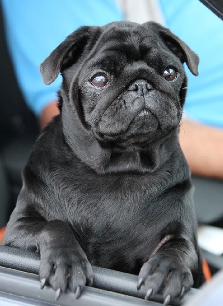 CH. Hysmeria black diva De La Schumeraie - 3ème excellente Classe Champion