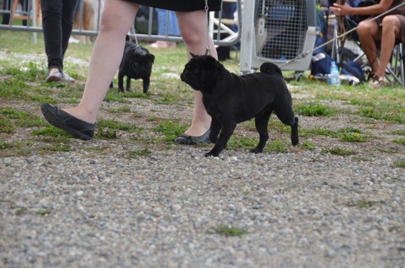 CH. Hysmeria black diva De La Schumeraie - 1ère excellente CI - CACS