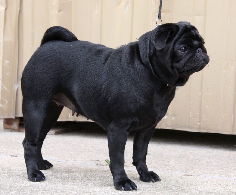 CH. Hysmeria black diva De La Schumeraie - 2ème excellente Classe Champion