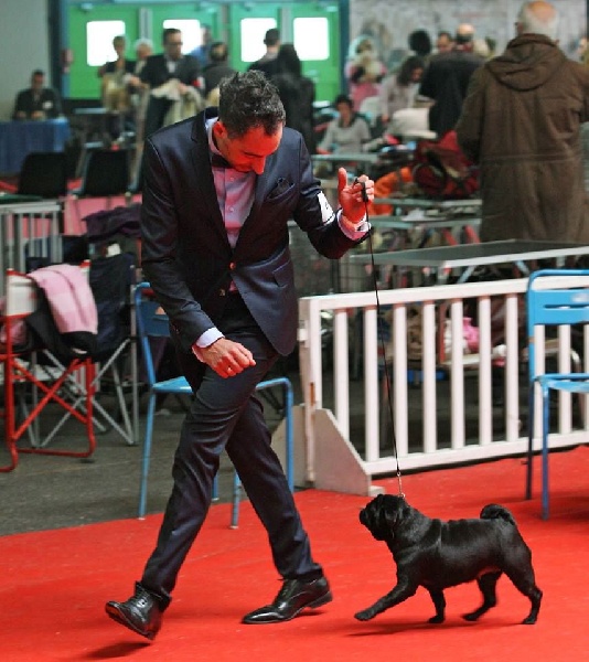 CH. Hysmeria black diva De La Schumeraie - CACS ET RCACIB Championne de Bulgarie