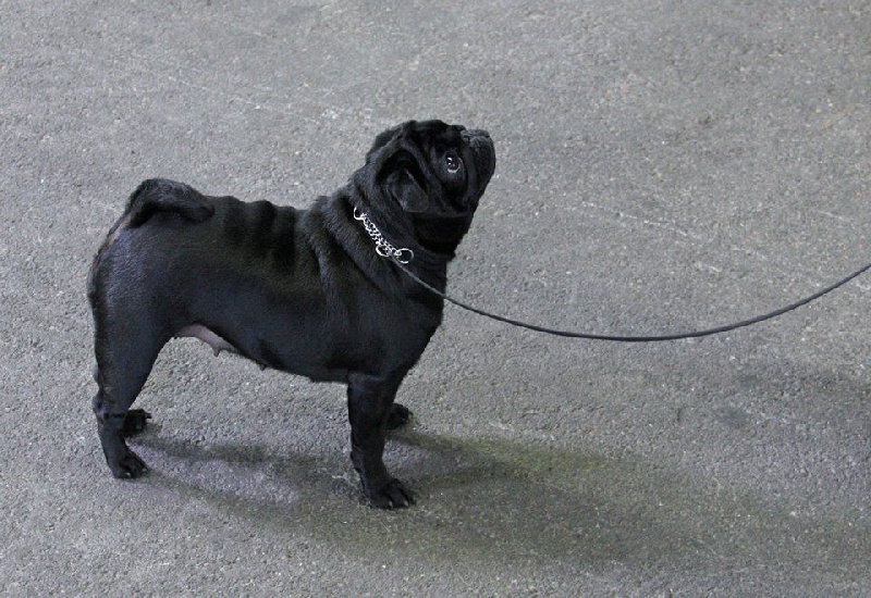 CH. Hysmeria black diva De La Schumeraie - 1ere excellente Classe Champion et RCACS