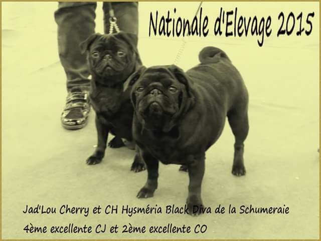 CH. Hysmeria black diva De La Schumeraie - 2 ème excellente Classe ouverte