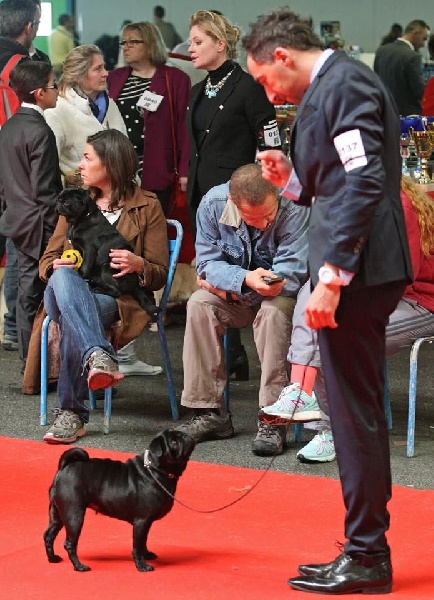 CH. Hysmeria black diva De La Schumeraie - 1ère excellente CO et CACS