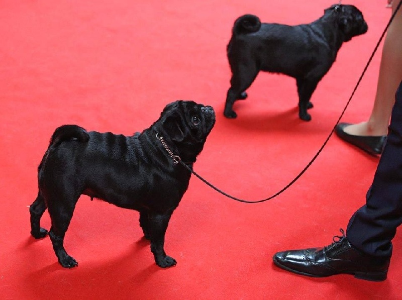 CH. Hysmeria black diva De La Schumeraie - Excellent non classé CO