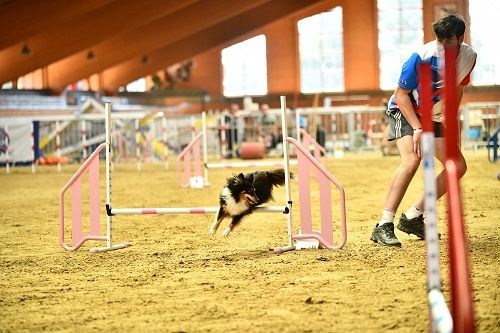 CH. River of glitter rain brune des Crocs de Provence