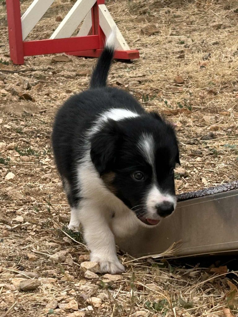 Aslan des Crocs de Provence