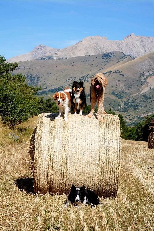 Uria brune des Crocs de Provence
