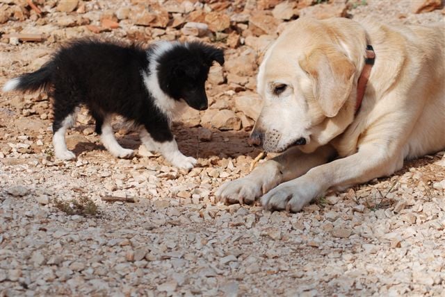 CH. Cheyenne la noire de L'Estérazur du Lac