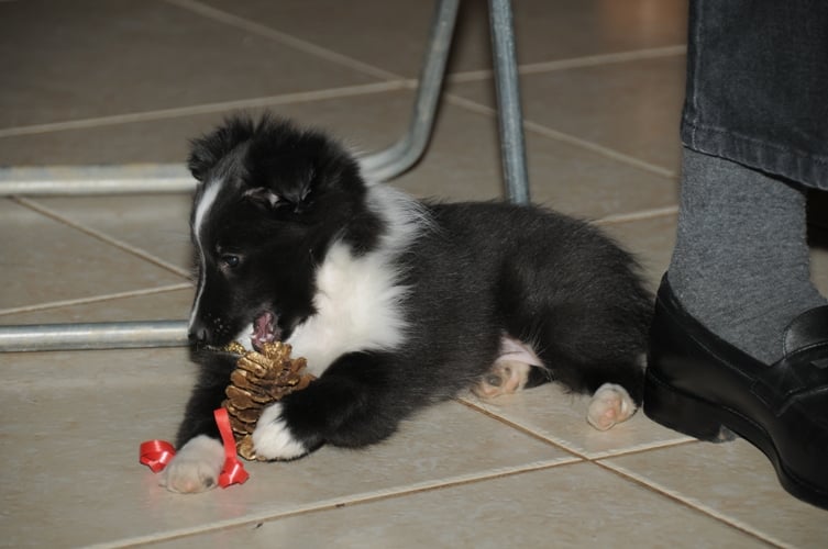 CH. Flèche noire du grand pré d 'ortignac