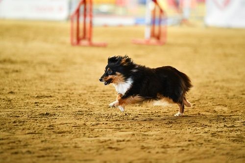 CH. River of glitter rain brune des Crocs de Provence