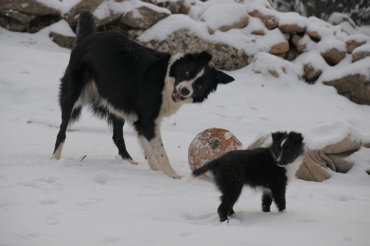 CH. Flèche noire du grand pré d 'ortignac