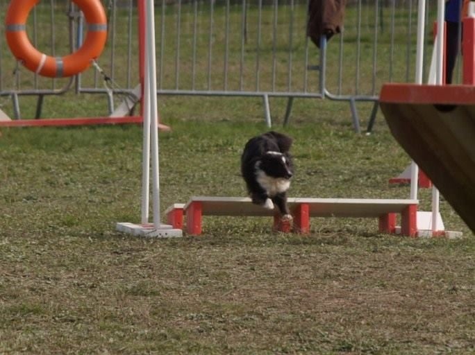 CH. Flèche noire du grand pré d 'ortignac