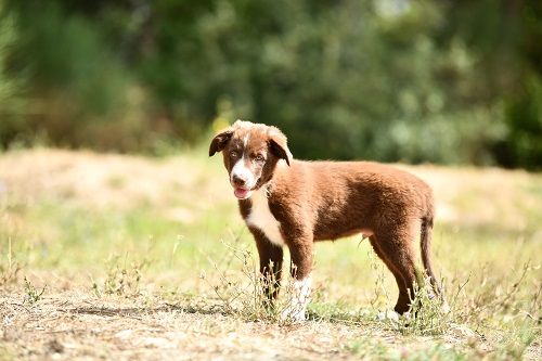 Ace red hawk des Crocs de Provence