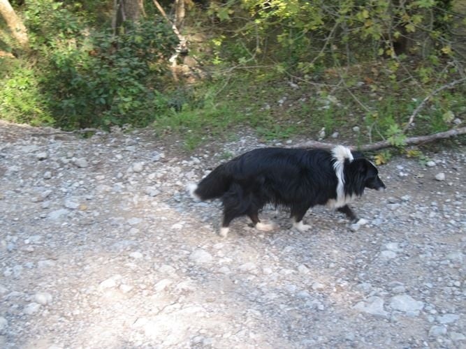 CH. Flèche noire du grand pré d 'ortignac